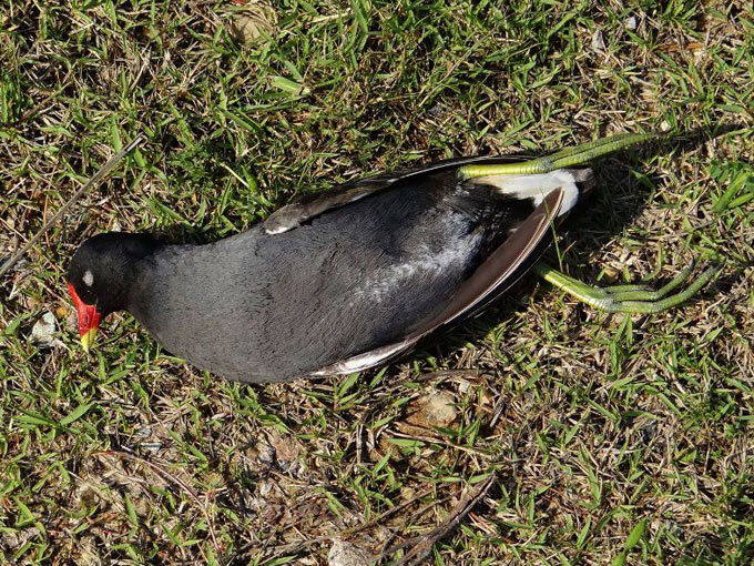 Gallinule poule-d’eau / Common Moorhen