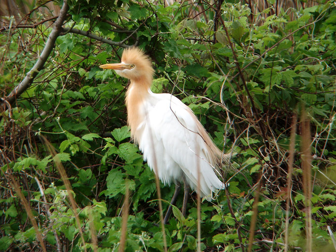 Eastern Cattle Egret