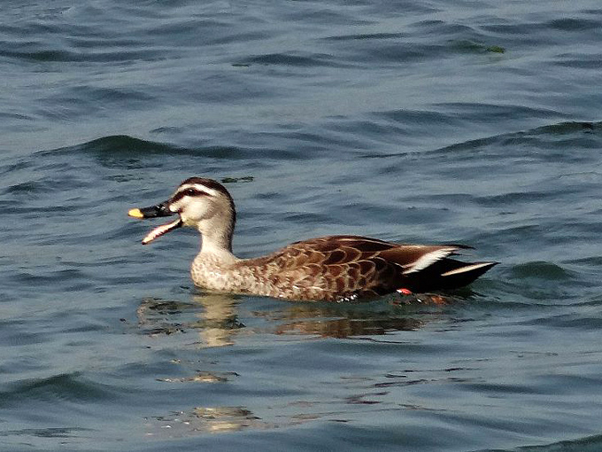 Canard de Chine / Eastern Spot-billed Duck