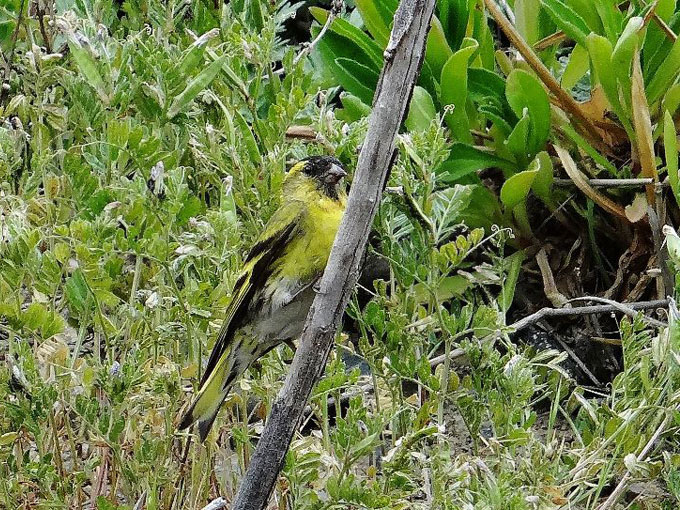 Tarin des aulnes / Eurasian Siskin