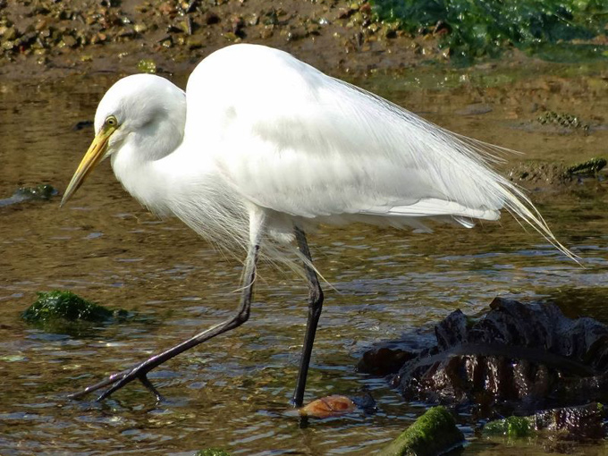 Aigrette intermédiaire / Intermediate Egret