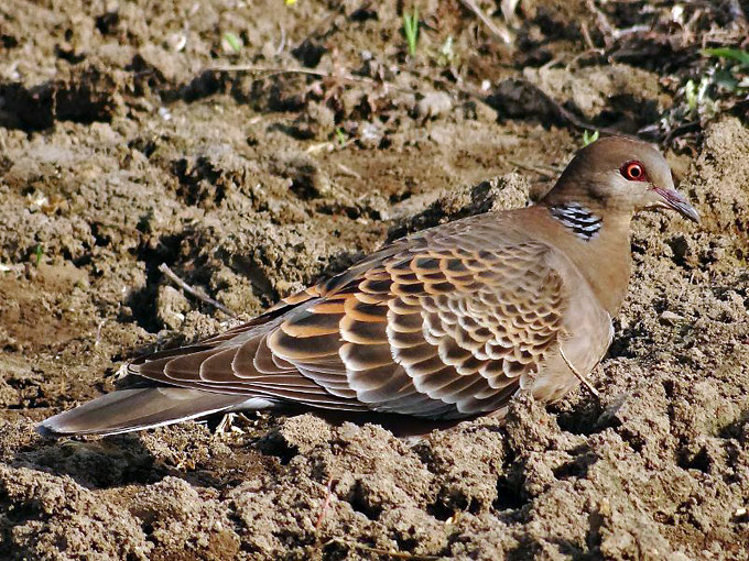 Tourterelle orientale / Oriental Turtle Dove