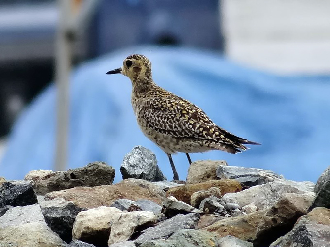 Pluvier fauve / Pacific Golden Plover