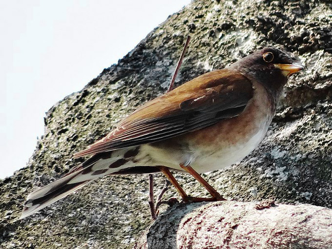 Merle pâle / Pale Thrush