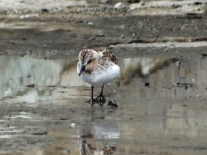 Bécasseau à cou roux / Red-necked Stint