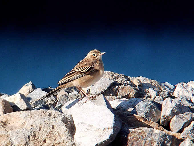 Richard’s Pipit