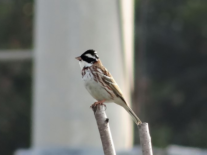 Bruant rustique / Rustic Bunting