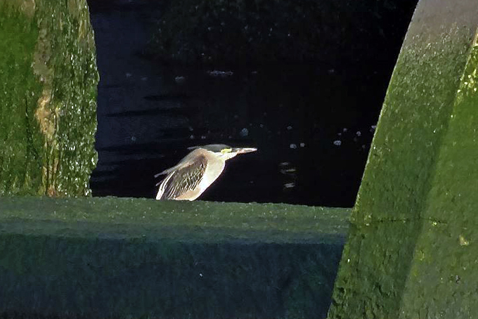 Héron strié / Striated Heron