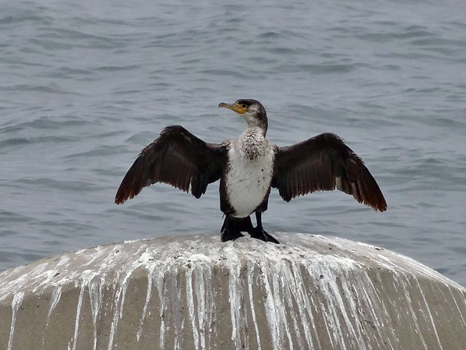 Cormoran de Temminck / Temminck’s Cormorant