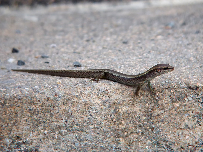 Tsushima Smooth Skink