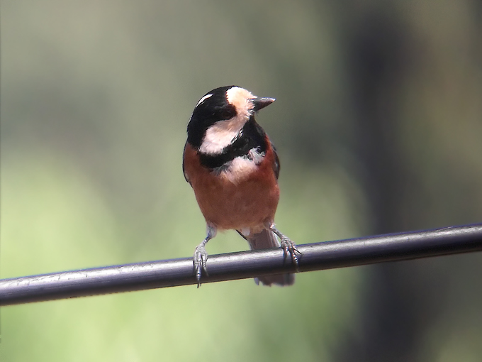 Varied Tit