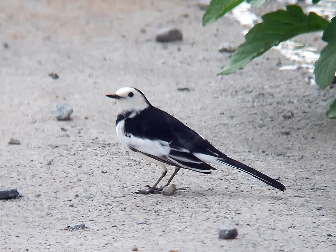 White Wagtail