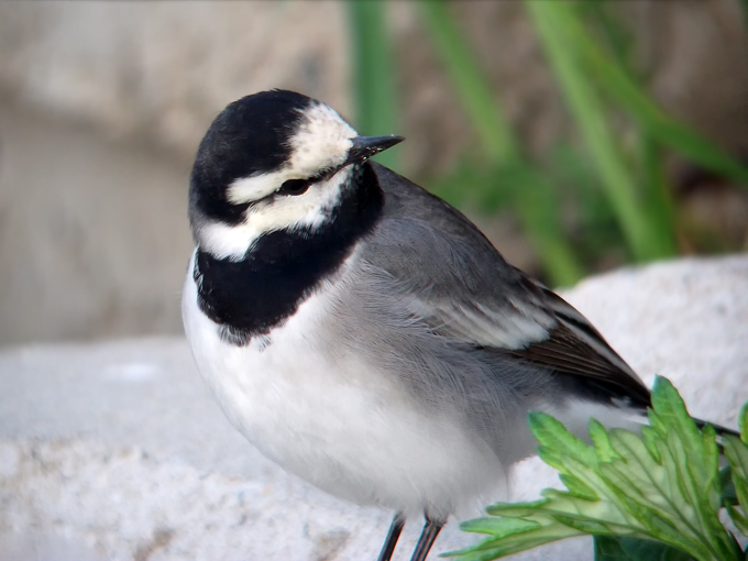 White Wagtail