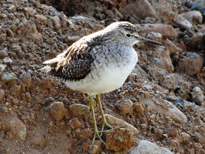 Chevalier sylvain / Wood Sandpiper