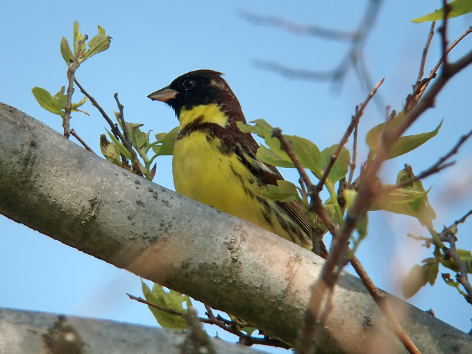 Yellow-breasted Bunting