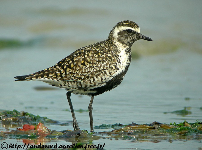 Pacific Golden Plover