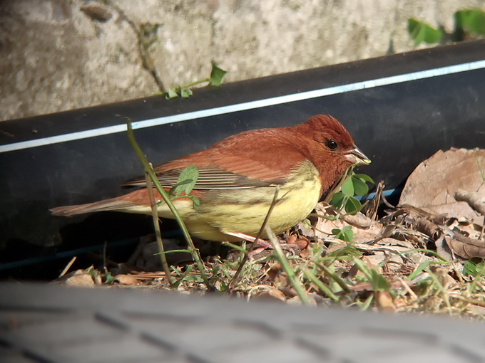 Chestnut Bunting