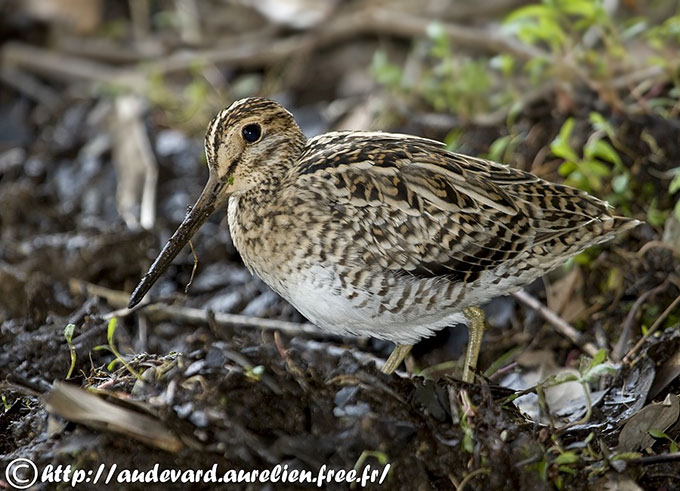 Pintail Snipe