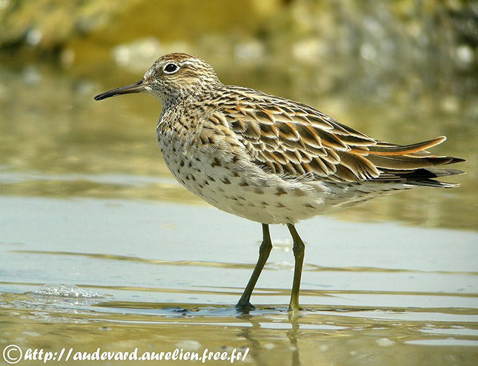 Sharp-tailed Sandpiper