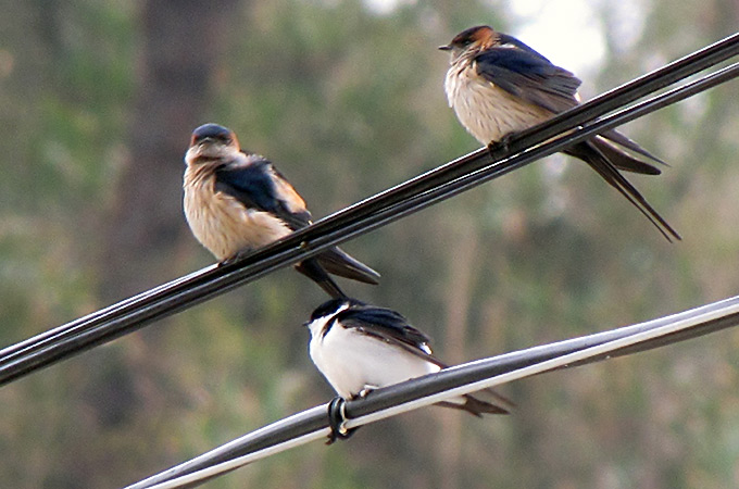 Northern House Martin