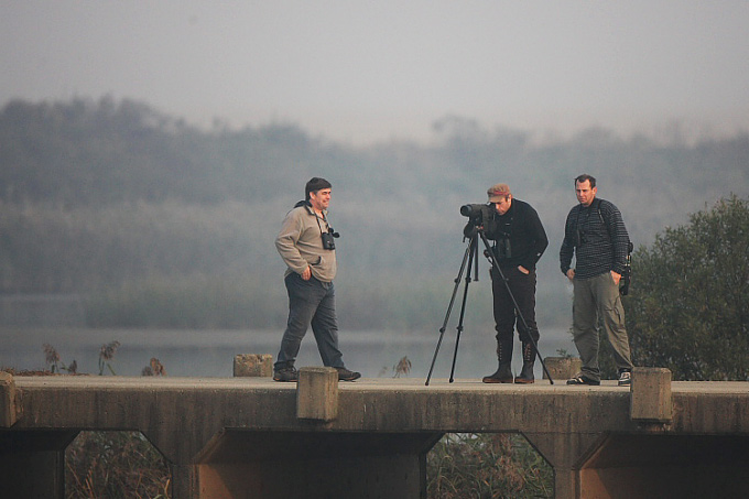 Birding at Seosan