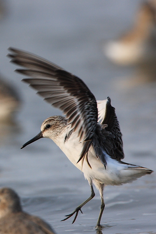 Broad-billed Sandpiper