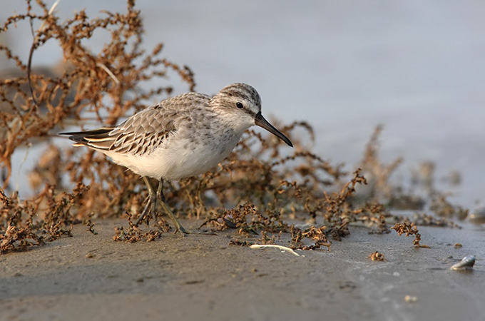 Broad-billed Sandpiper