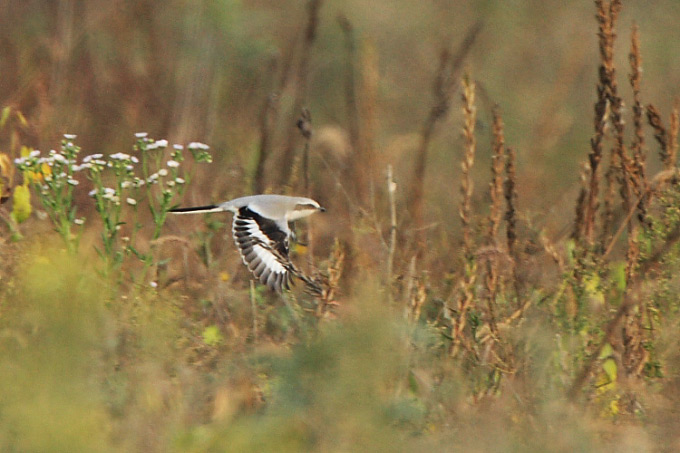 Chinese Grey Shrike