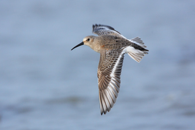 Dunlin