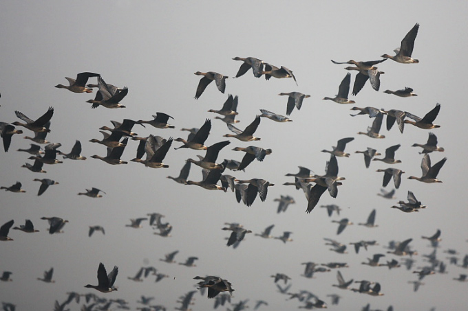 Geese at Seosan