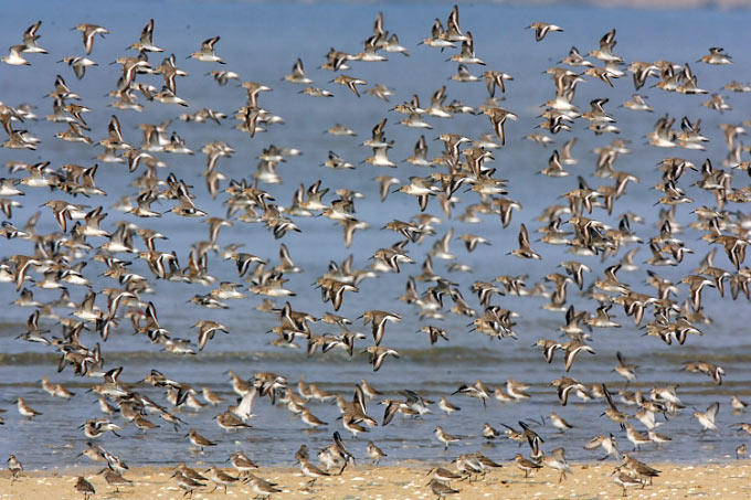Shorebirds at the Geum estuary