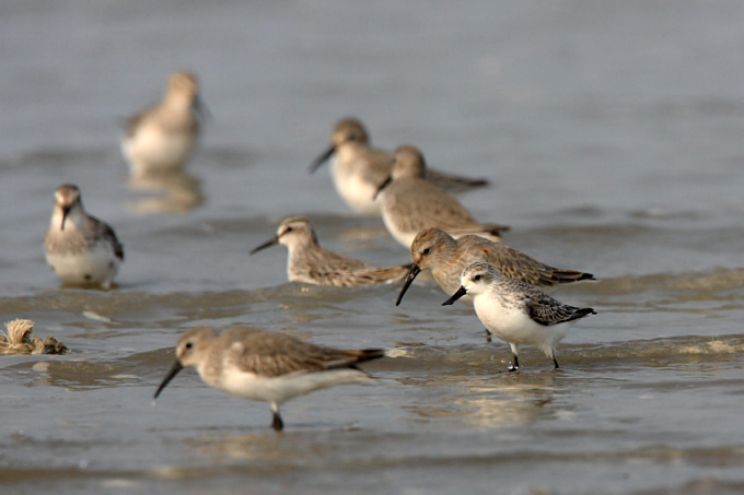 Shorebirds at the Geum estuary