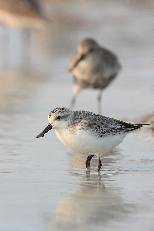 Spoon-billed Sandpiper