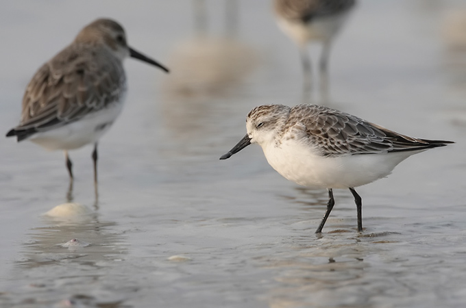 Spoon-billed Sandpiper