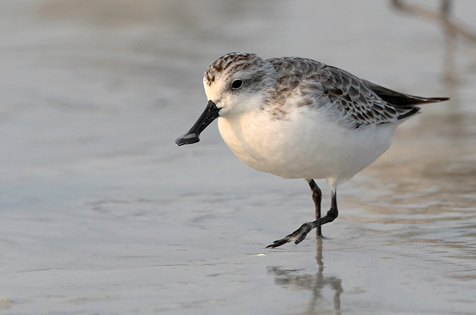 Spoon-billed Sandpiper