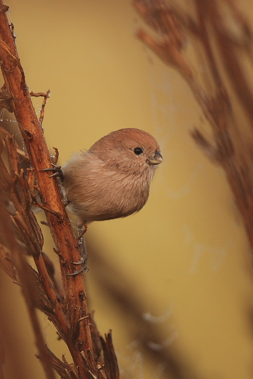 Vinous-throated Parrotbill