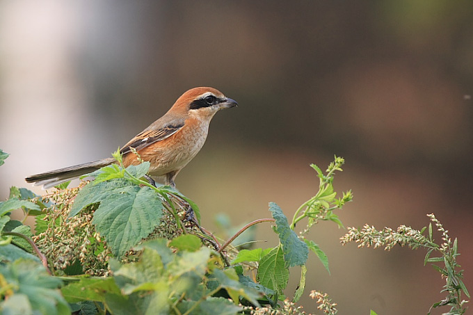 Bull-headed Shrike