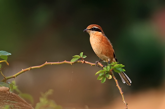 Bull-headed Shrike