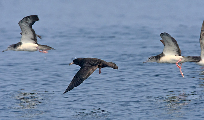 Flesh-footed Shearwater