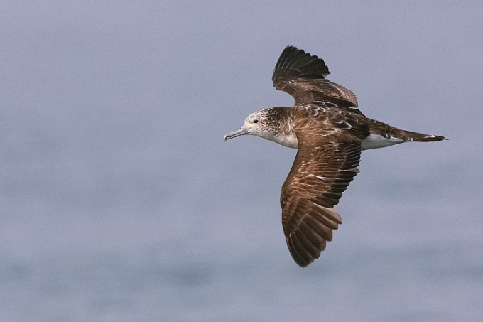 Streaked Shearwater
