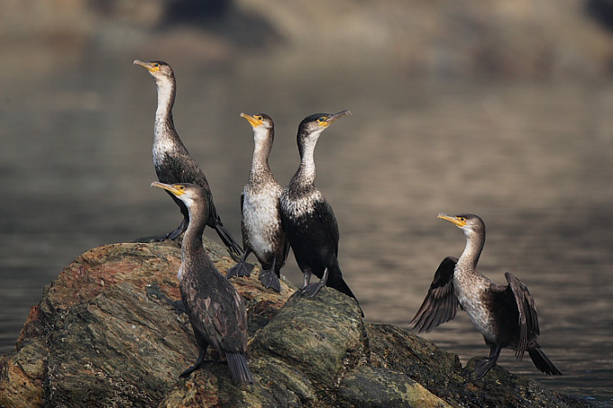 Temminck's Cormorant