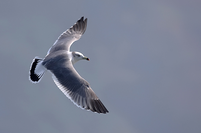 Black-tailed Gull