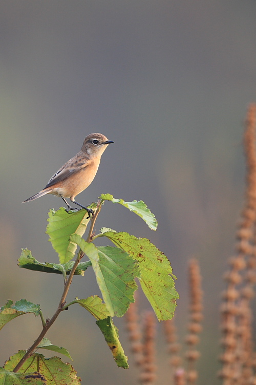 Siberian Stonechat