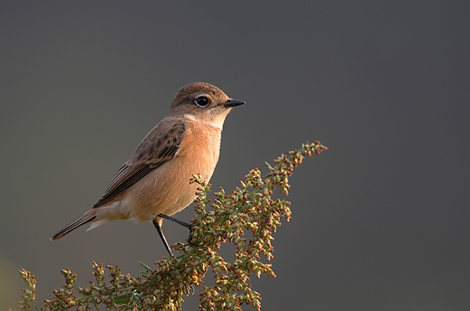 Siberian Stonechat