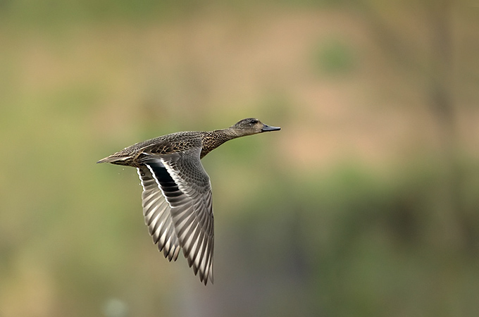 Falcated Duck