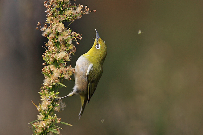Japanese White-eye