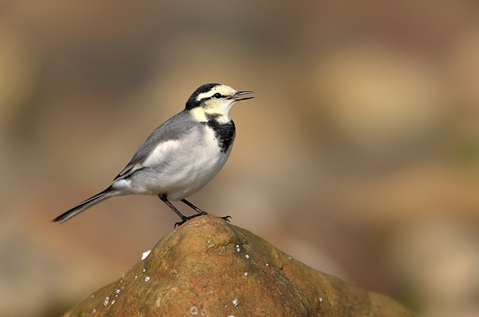 White Wagtail