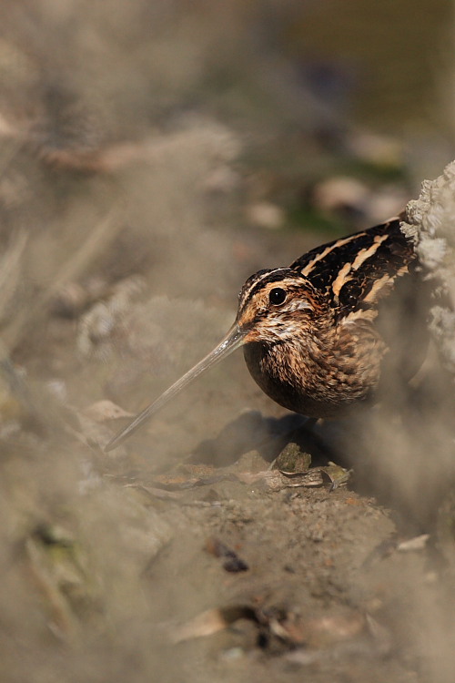 Common Snipe