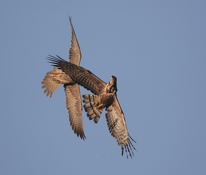 Crested Honey Buzzard