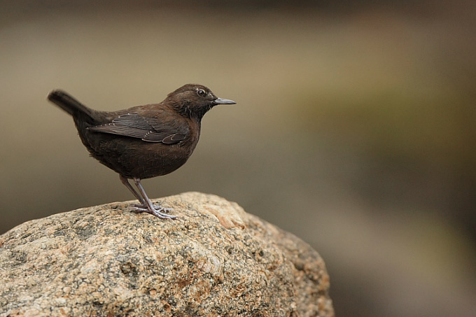 Brown Dipper